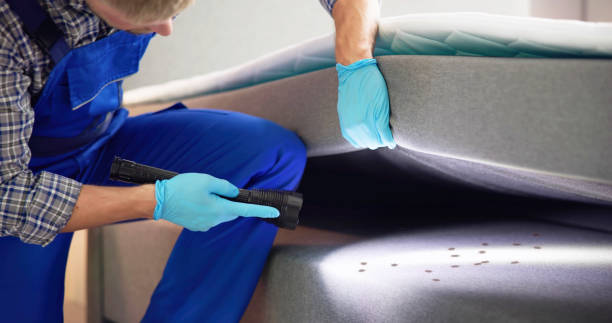 Wasp Removal Services in Cambridge, OH